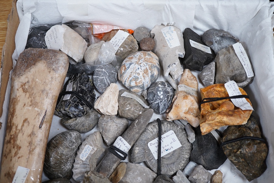 A collection of fossils, etc., including; echinoids, ammonites, fossilised tree fern sample, shells, grypia, a large bone, two large ammonites prepared on one matrix, etc.